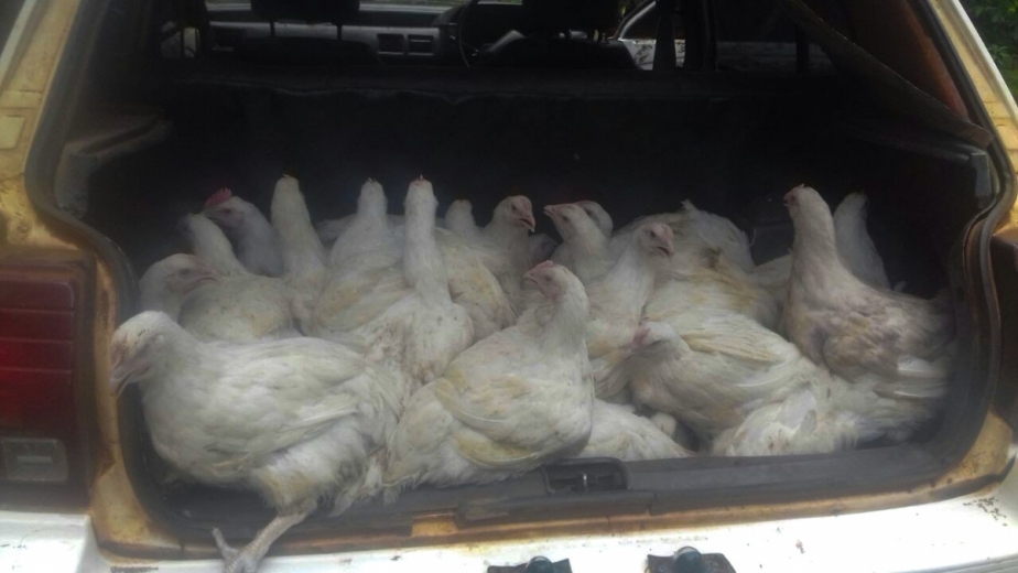 chickens in the back of a hatchback
