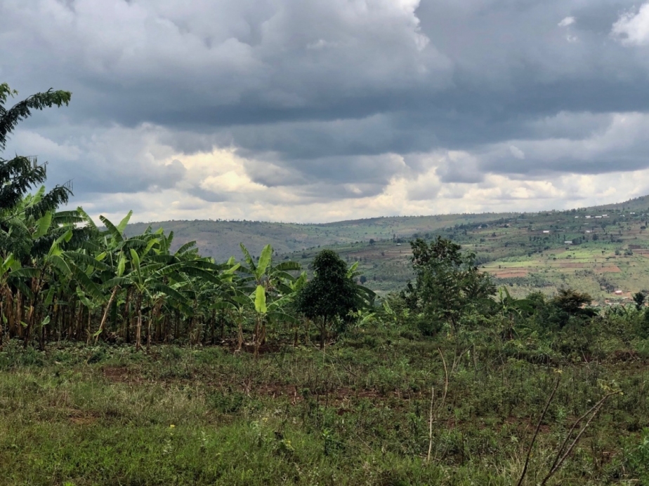 a green landscape