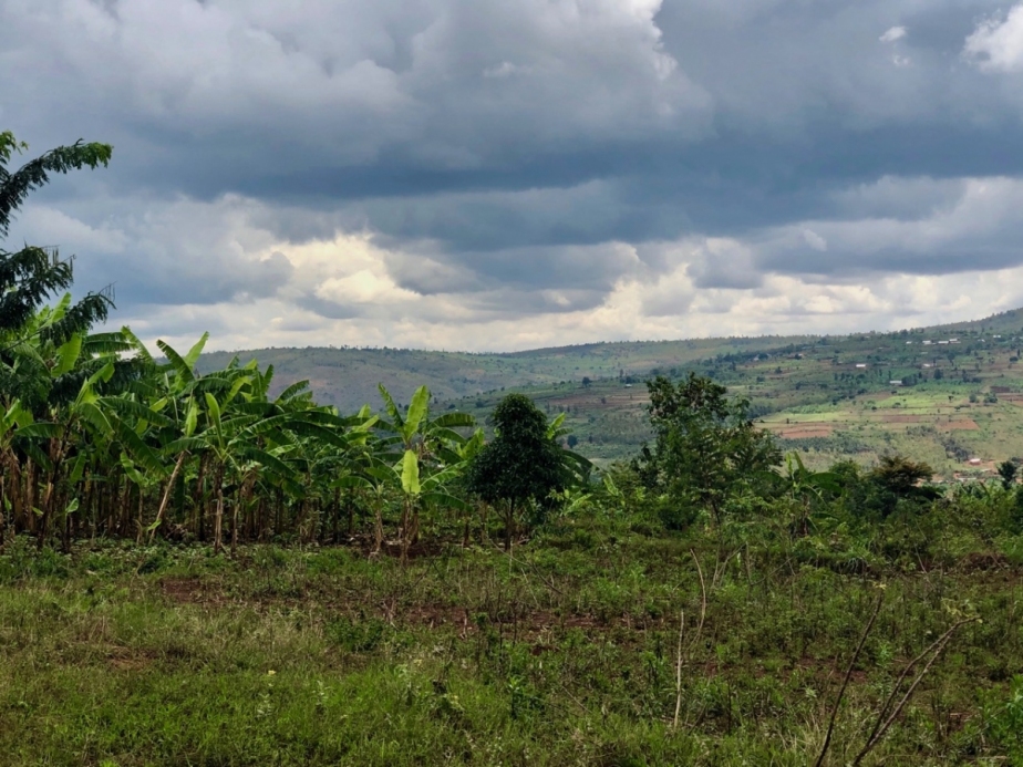 a green Rwanda landscape